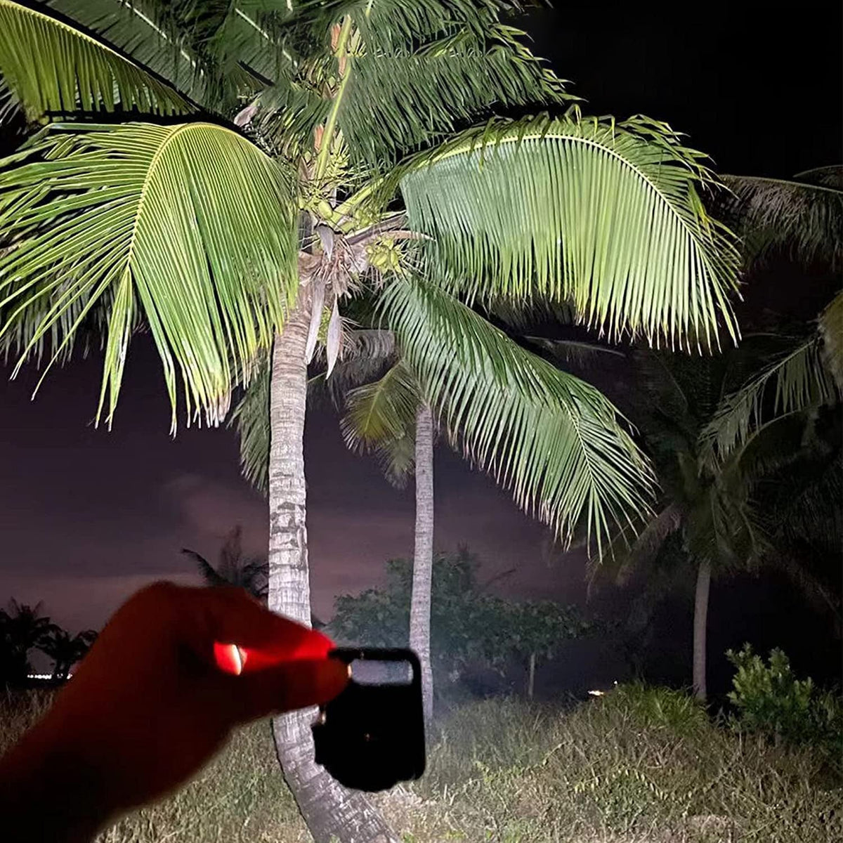 A hand holding a black mini LED flashlight with a red light, illuminating a palm tree and other foliage at night.