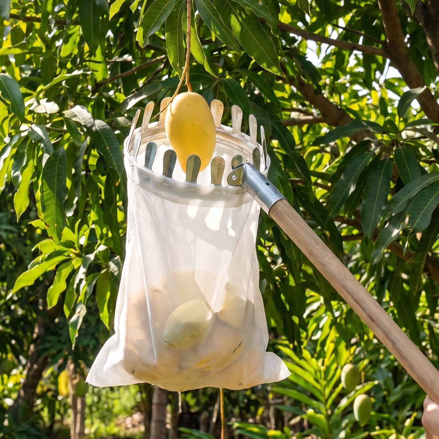 Manual fruit picker for orchard harvesting