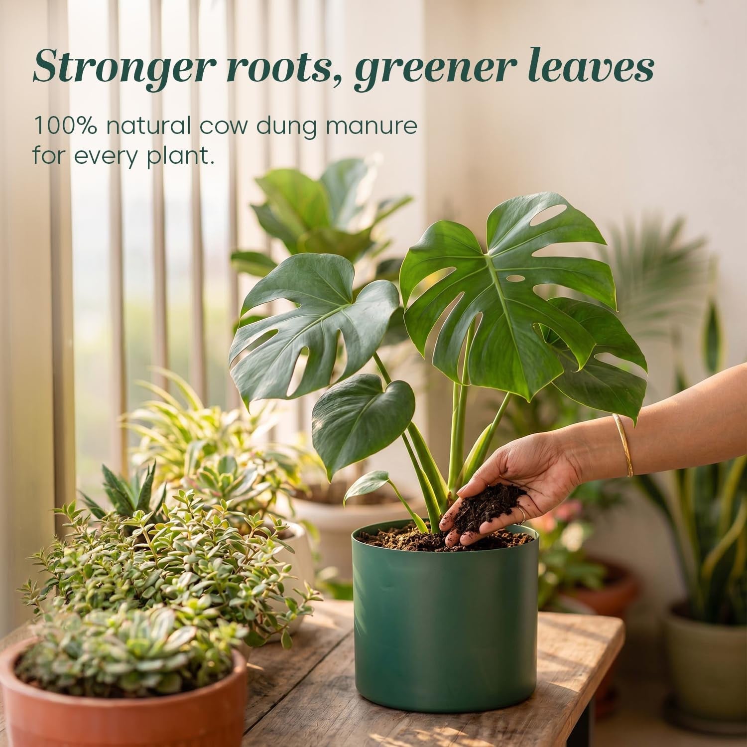A hand adds dark soil to a green potted Monstera plant, surrounded by other houseplants and text about stronger roots.
