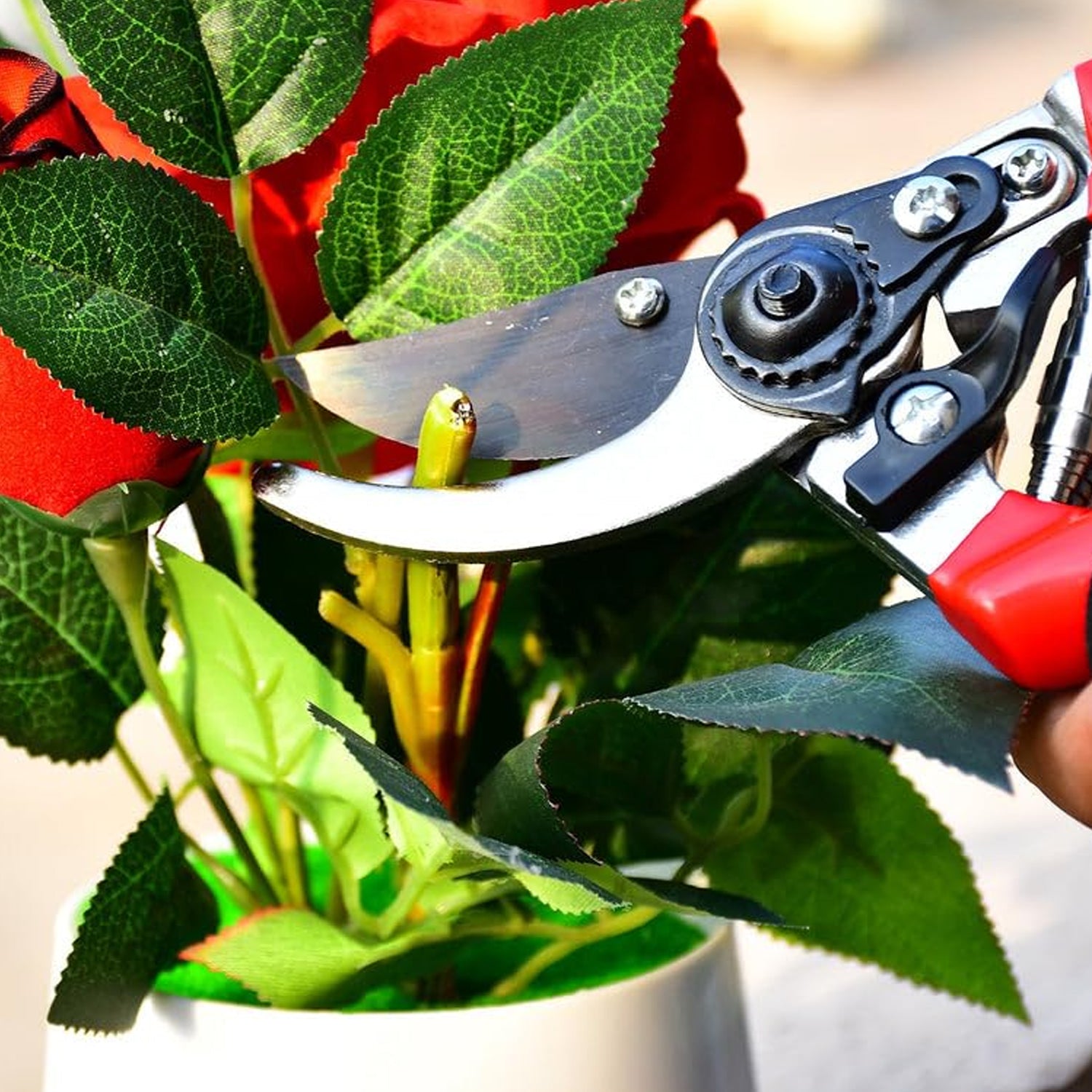Close-up of red and black garden pruners cutting a green stem from a plant with red and green leaves.