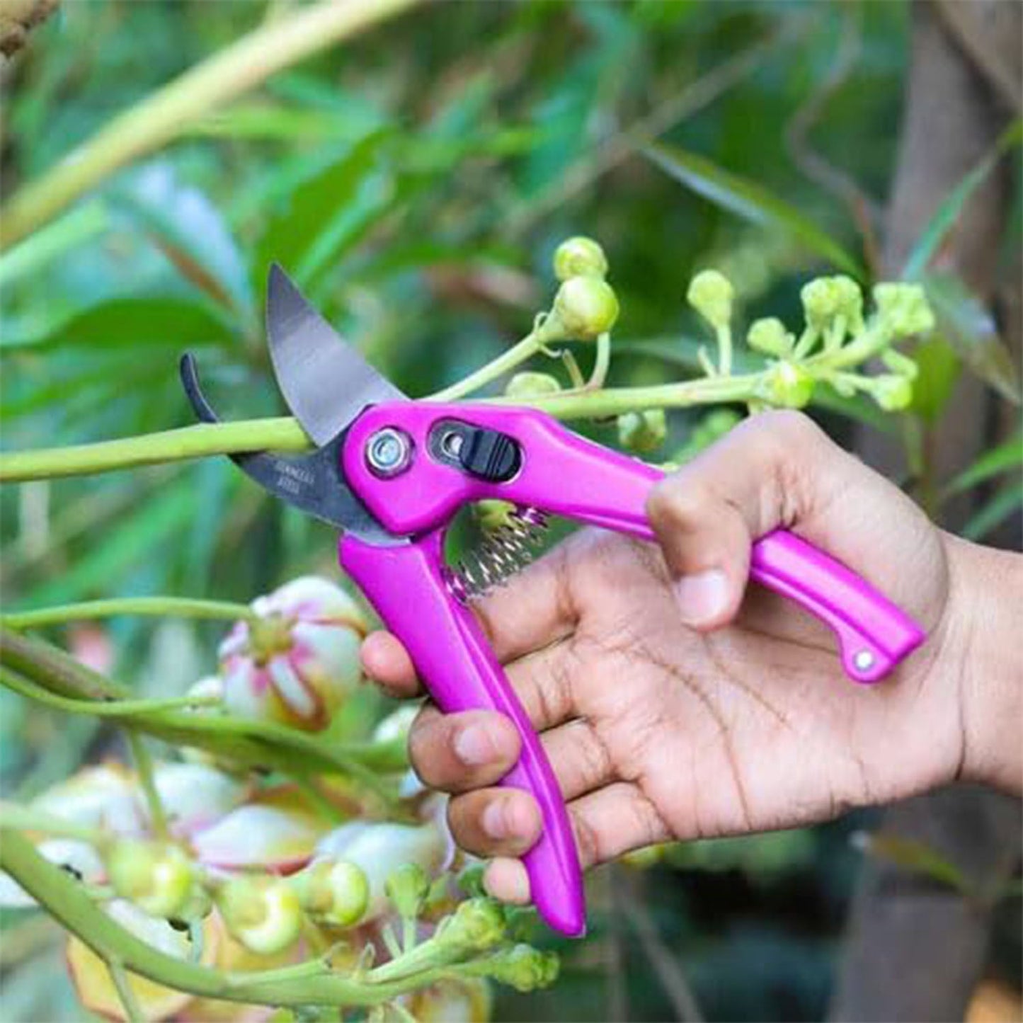 A hand holds pink pruning shears to cut a green stem with light green buds and leaves in a garden.
