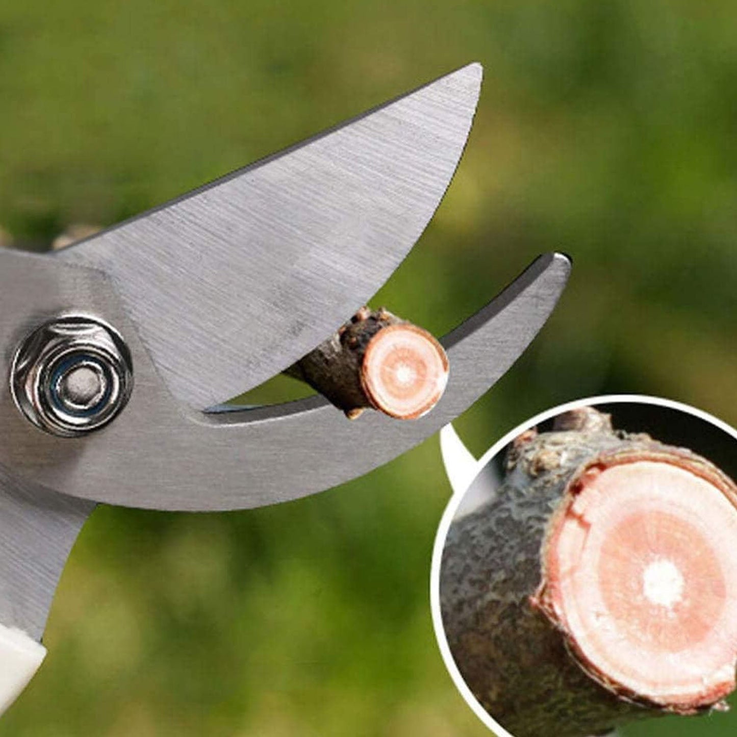 A close-up of silver pruning shears cutting through a small tree branch, revealing its concentric rings.