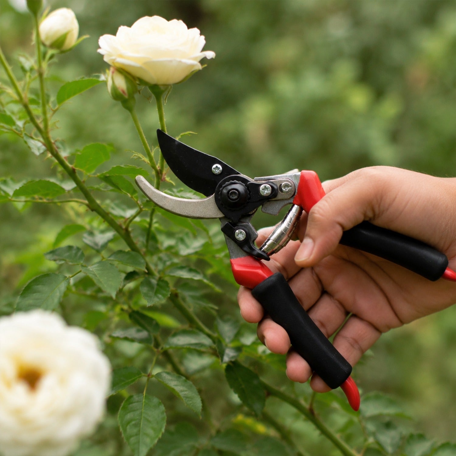 A hand holds red and black pruning shears near a white rose bush, with a blurred white rose in the foreground.